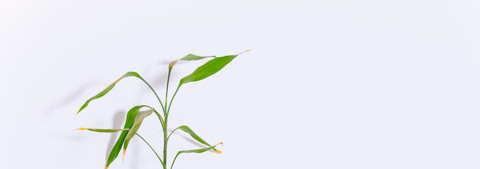 green bamboo leaves isolated on white background.Ecology background with bamboo stems.simple minimalist style.lucky bamboo plant.Web banner