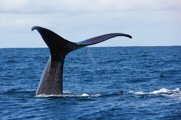 Baleine plongeante