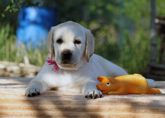 the yellow labrador puppy on the yellow