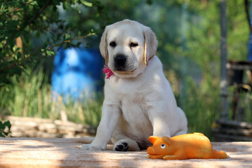 the sweet yellow labrador puppy on the yellow