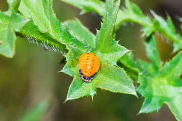 The seven-spot ladybird (pupa) (lat. Coccinella septempunctata), of the family Coccinellidae.