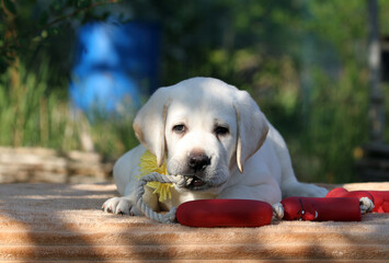 a nice sweet yellow labrador puppy on the yellow