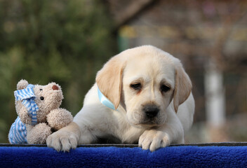 a sweet yellow labrador puppy on the blue