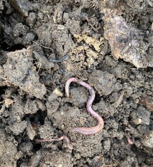 lombric rose isolé dans la terre et compost du potager