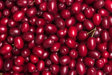 Many ripe burgundy dogwood berries, background. Summer harvested fruits, top view