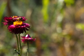 A bee sits on a flowering bush of Xerochrysum bracteatum collecting nectar. Gardening background. Beautiful bright flowers in summer. Cultivation of straw flowers (or Paper Flower)