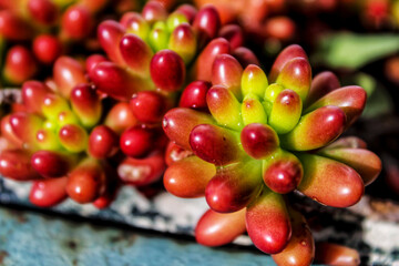 Rubrotinctum sedum plant under the sun in the garden