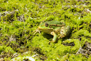 The marsh frog (lat. Pelophylax ridibundus), of the family Ranidae.