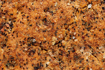 Close-up detailed view of crust and topping of homemade flat bread from spelt flour. Whole-wheat sourdough focaccia with spices texture.