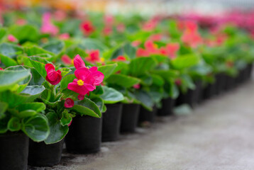 Blooming farm, sprouts ready for sale and planting in garden, flowers industry and plant care