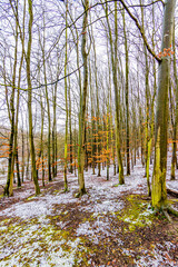 Hillside with bare trees with thin trunks, moss and traces of snow on the ground in Sint. Pietersberg forest, winter day in South Limburg, Netherlands