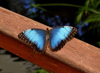 A blue butterfly in the north of Tenerife