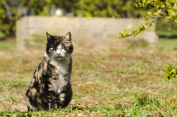 Naklejka na ściany i meble striped cat on a natural blurred background squints against the spring sun. Selective focus.Copy space for text