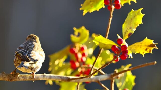 Pine siskin in spotted plumage on tree branch with red berries