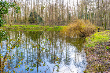 Pond with mirror reflection of the surrounding bare trees and wild vegetation, sunny day with a blue sky in Stammenderbos in South Limburg, Netherlands