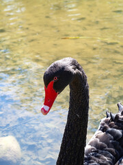 Naklejka premium Close up shot of black swan on the lake 