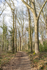 Fototapeta na wymiar Hiking trail between bare trees in a Dutch nature reserve, sunny day in Kasteelpark Elsloo, South Limburg, Netherlands Holland