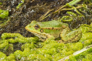 The marsh frog (lat. Pelophylax ridibundus), of the family Ranidae.