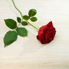 Red rose symbol of romance