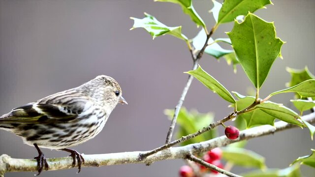 Single pine siskin on tree branch, slow motion