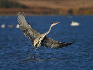 grey heron in natural habitat (ardea cinerea)