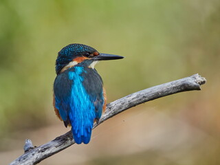 The common kingfisher (Alcedo atthis) also known as the Eurasian kingfisher in natural habitat