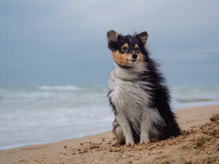 australian shepherd dog