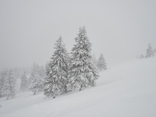 Obraz premium snow-covered fir trees during severe snow storm