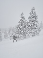 professional photographer with backpack going across coniferous forest during severe snow storm, Ciucas mountains, Romania
