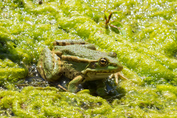 The marsh frog (lat. Pelophylax ridibundus), of the family Ranidae.