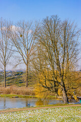 Obraz premium Bare tree on the edge of a pond with its icy waters, green grass with remnants of snow, sunny winter day with a blue sky in Kasteelpark Elsloo, South Limburg, Netherlands