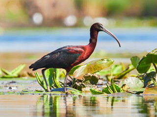 glossy ibis in natural habitat (plegadis falcinellus)