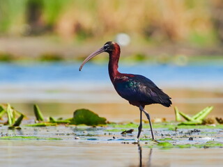 glossy ibis in natural habitat (plegadis falcinellus)