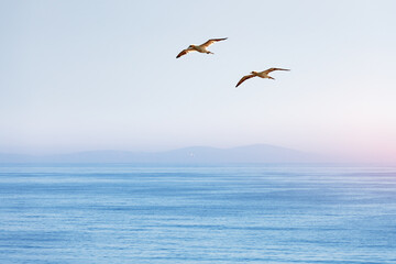 Fototapeta na wymiar Two flying gannets on blue sky. Wild animal photography