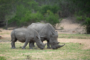 A White Rhino cow and calf seen on a safari in South Africa