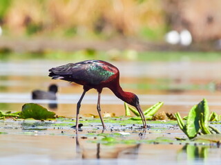 glossy ibis in natural habitat (plegadis falcinellus)
