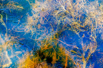 Fototapeta na wymiar Close-up of plants trapped in frozen water in a pond, winter day. Frozen water texture