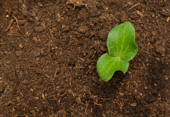 green pumpkin sprout