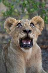 A lion cub seen on a safari in South Africa