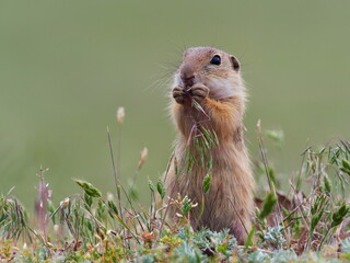 European ground squirrel in natural habitat (Spermophilus citellus)