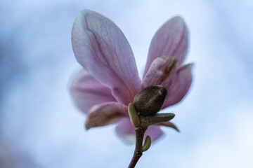 pink magnolia flowers on tree