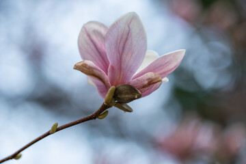 Fototapeta na wymiar pink magnolia flowers on tree