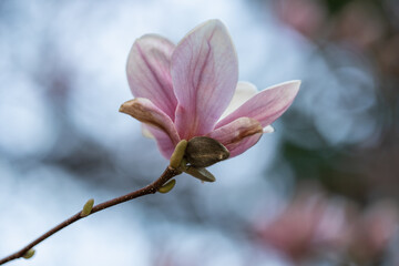 pink magnolia flowers on tree