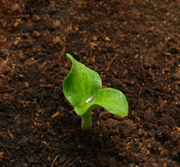 green pumpkin sprout