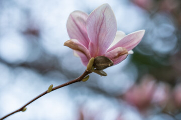 pink magnolia flowers on tree