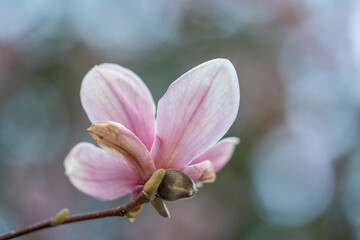 pink magnolia flowers on tree