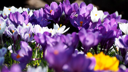 many buds of white, yellow and lilac crocuses grow in the park side view . flowers in spring in Europe . saffron