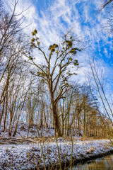 Huge tree with sparse foliage surrounded by bare trees between a snowy hill and a stream, sunny day with a blue sky and white clouds in Stammenderbos, South Limburg, Netherlands