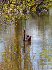 A black swan on the lake 