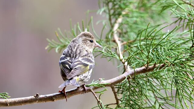 Pine siskin flying and sitting on tree branch, close-up